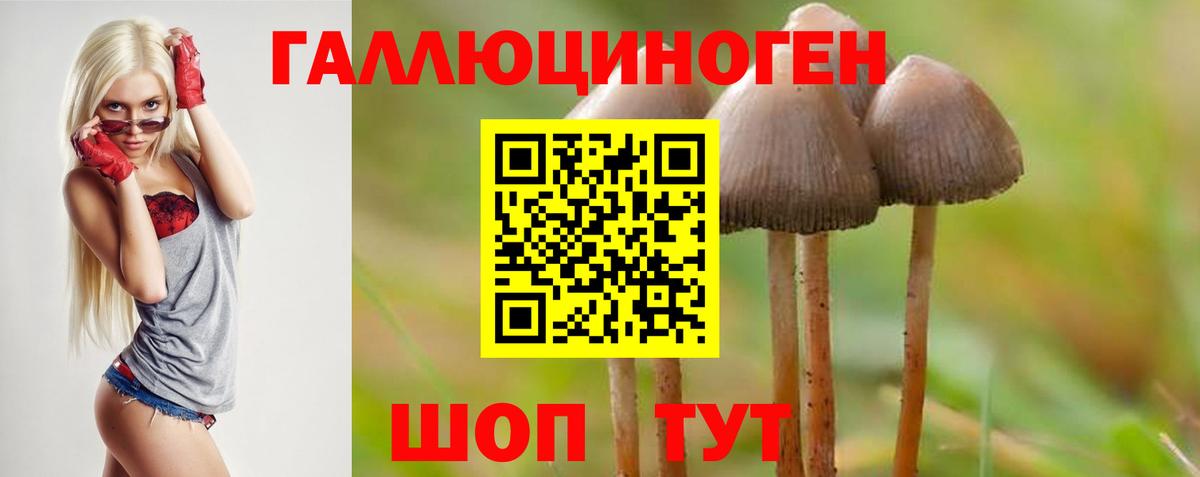 Тайшет  Псилоцибиновые грибы прущие грибы  Вход с VPN 